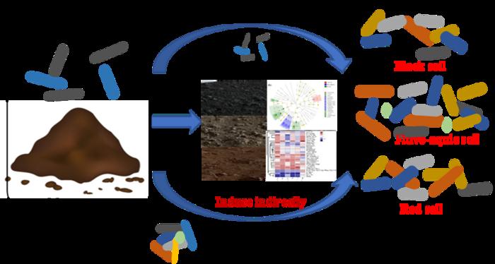 graphical abstract