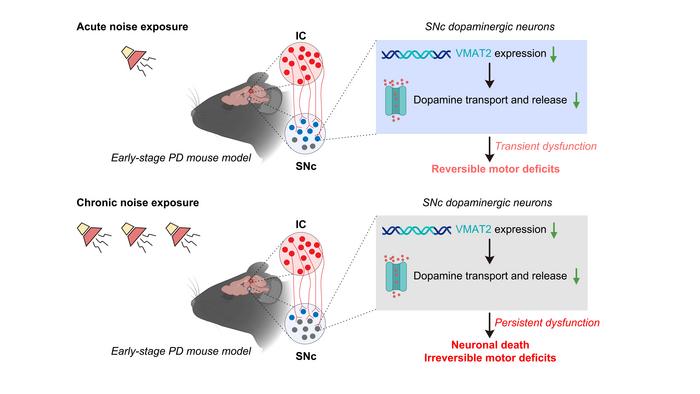 Slowed by sound: A mouse model of Parkinson’s Disease shows noise affects movement