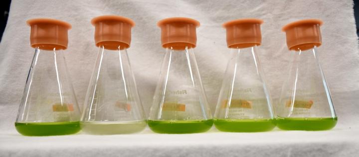 Hann algae