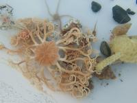 Animals in Arctic Continental Shelf Play a Role in Region's Nitrogen Budget Activity