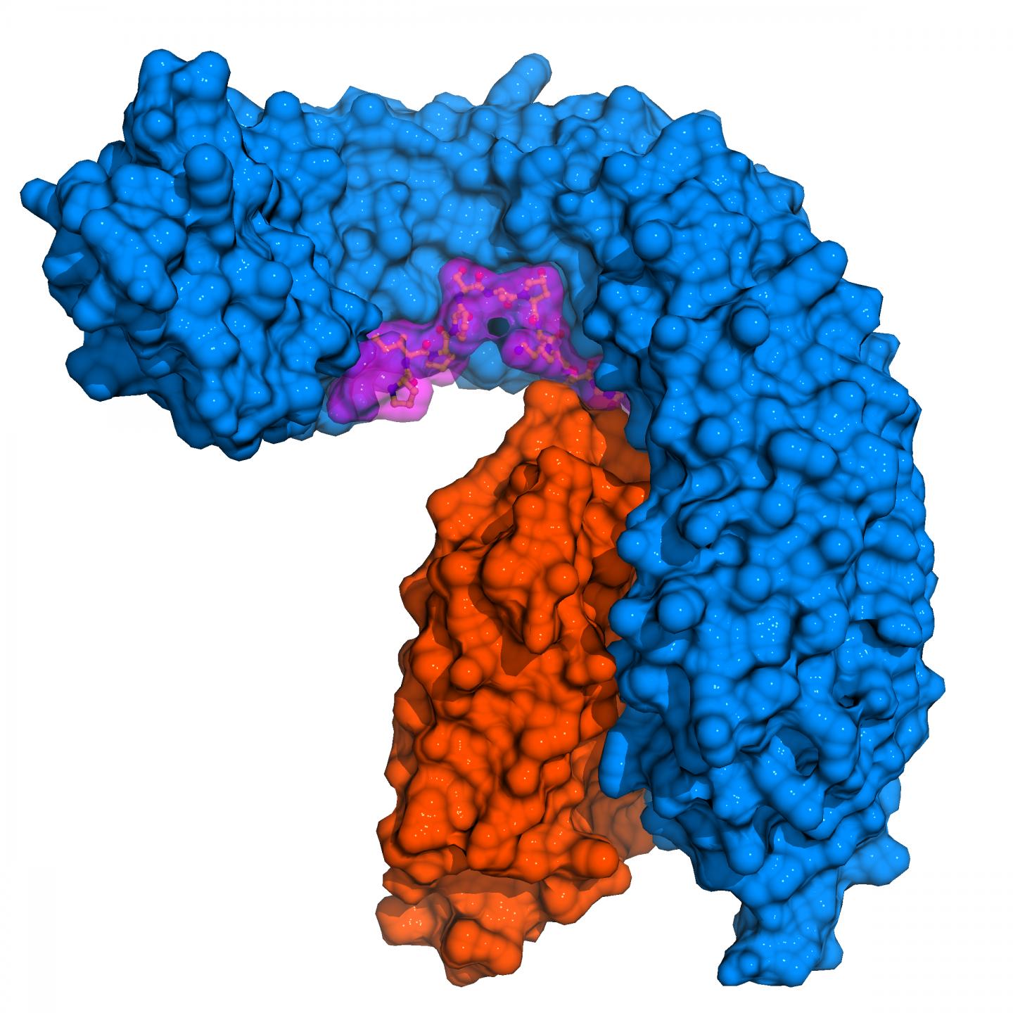 Membrane Receptor
