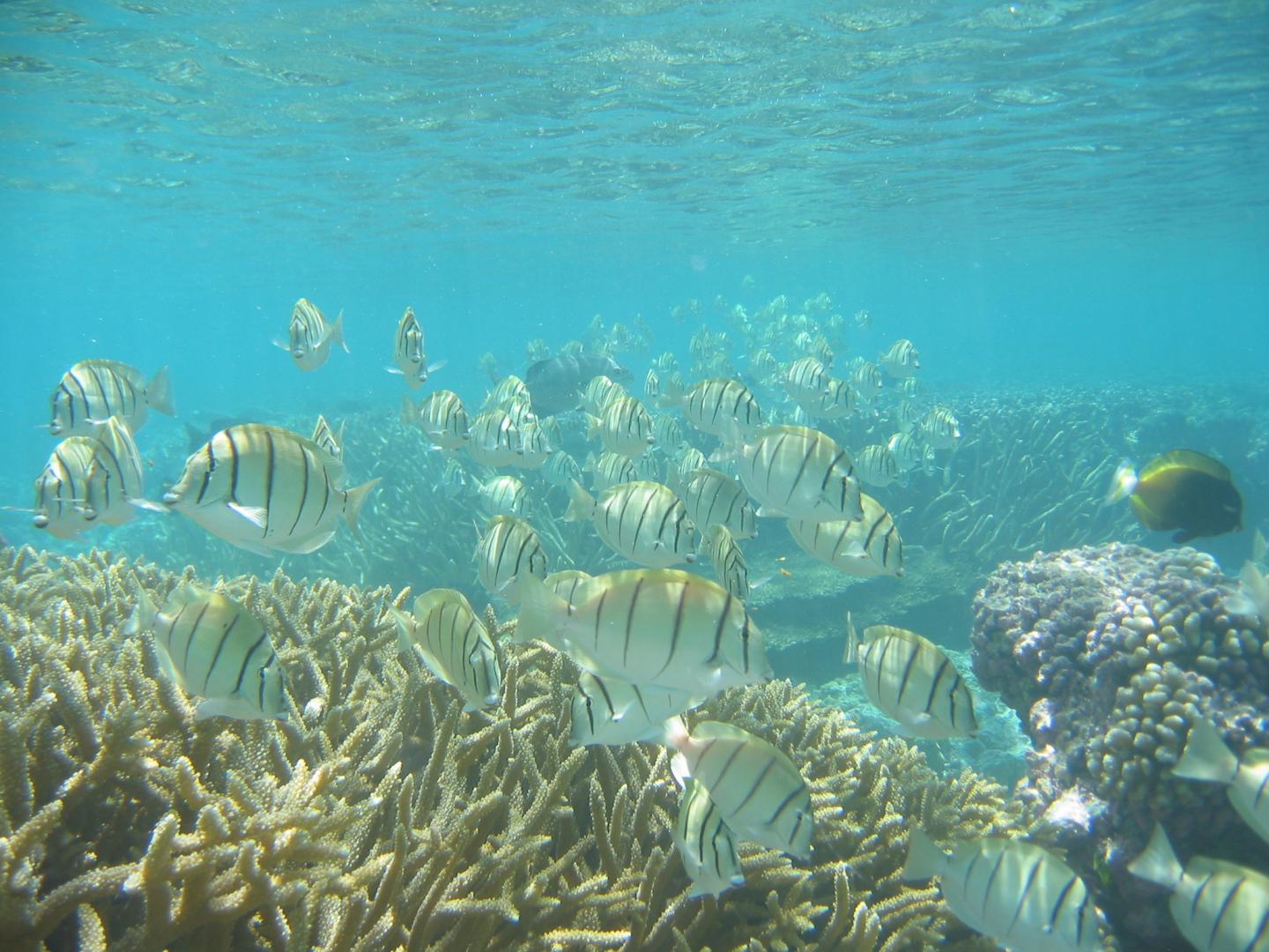 Surgeonfish in Tropical Coral Reef