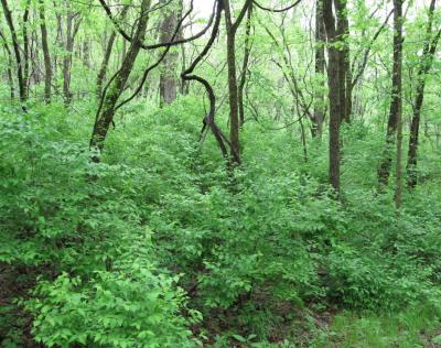 New Study Clarifies the Effects of Invasive Species (4 of 5)