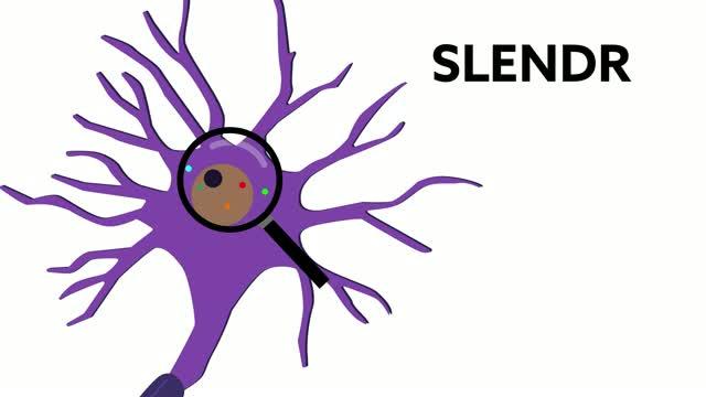 The New SLENDR Technique