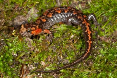 Ocoee Salamander