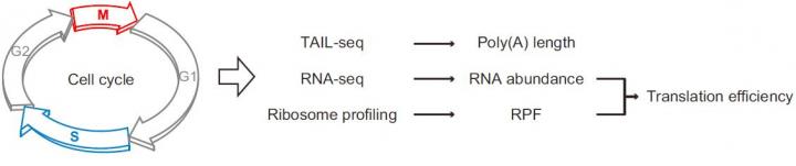 Experimenta Scheme