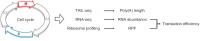 Experimenta Scheme