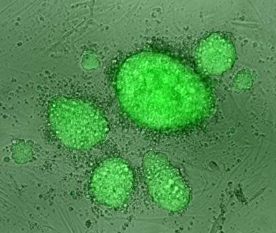 A Colony of Stem Cells