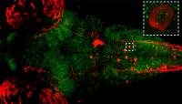 Sleep Tight! Researchers Identify the Beneficial Role of Sleep (1 of 3)