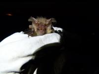Brown Long-Eared Bat (2 of 2)