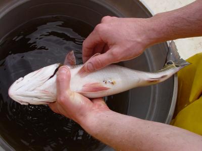 Red Drum Implanted with Transmitter