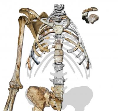 Human Evolution Takes a Twist With <i>Australopithecus sediba</i> (7 of 17)