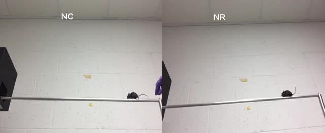 Beamwalk Experiment