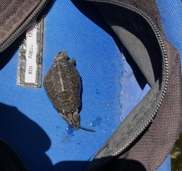 Dead turtle found in bullfrog's stomache
