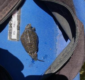 Dead turtle found in bullfrog's stomache