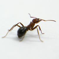 Allegheny Mound Ant