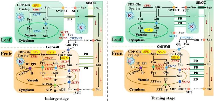 A comprehensive structure model of the effects of K on the expression of key genes and enzyme activities involved in Suc metabolism and transport in leaf and fruit in Newhall navel orange.