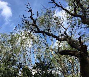 Effects of ash dieback