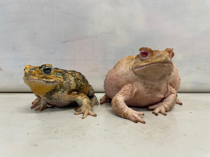 Albino and pigmented cane toads