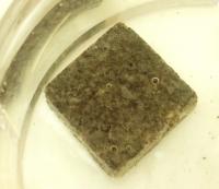 Microbial biofilm