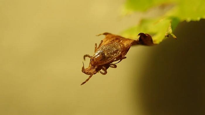 Questing tick