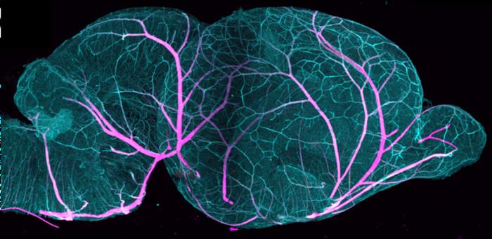 Vascular network