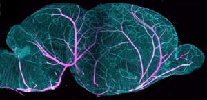Vascular network