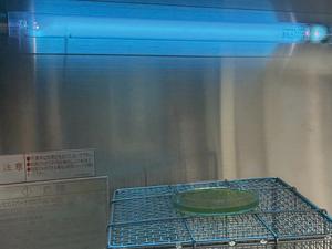 Yeast cells under ultraviolet light