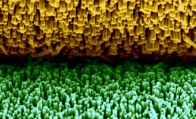 A Scanning Electron Microscopy Image of the Piezoelectric Zinc Oxide Nanowires