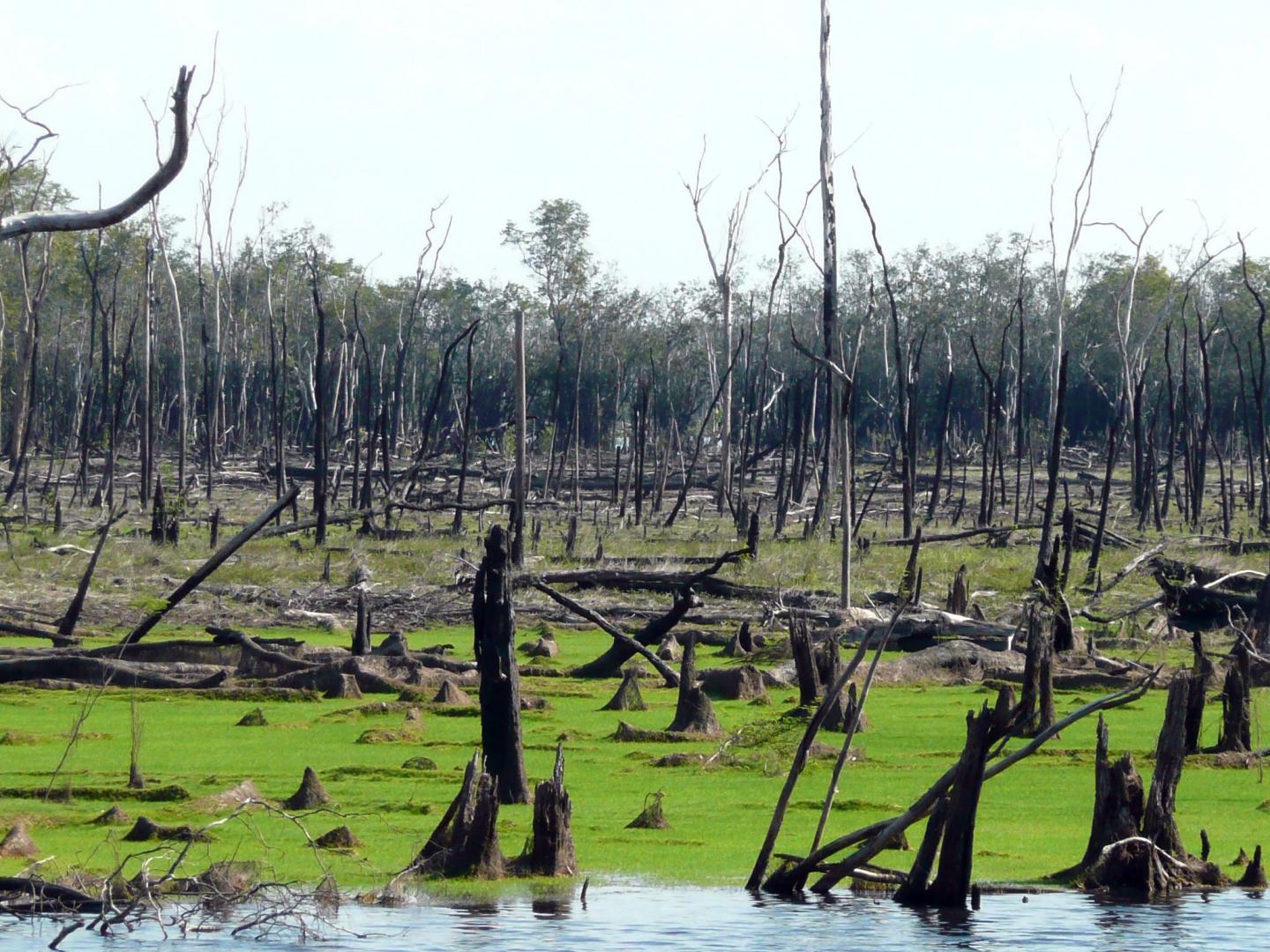 Burnt Amazon