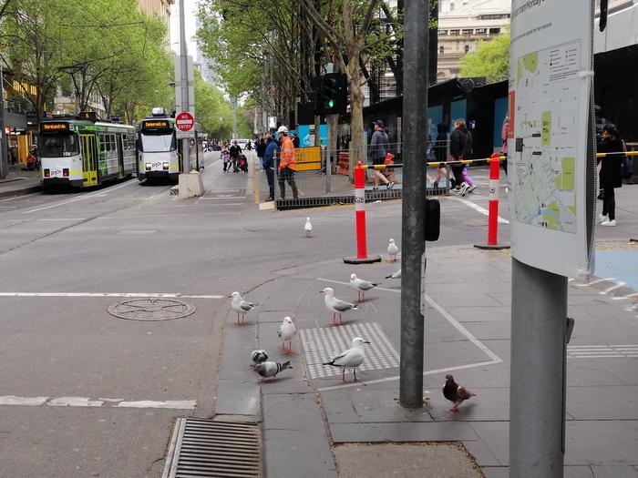 The social behavior of animals is influenced by the conditions in urban environments.