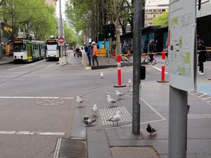 The social behavior of animals is influenced by the conditions in urban environments.