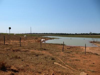 Cattle Pasture on Former Rainforest
