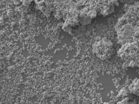 Enterococcus