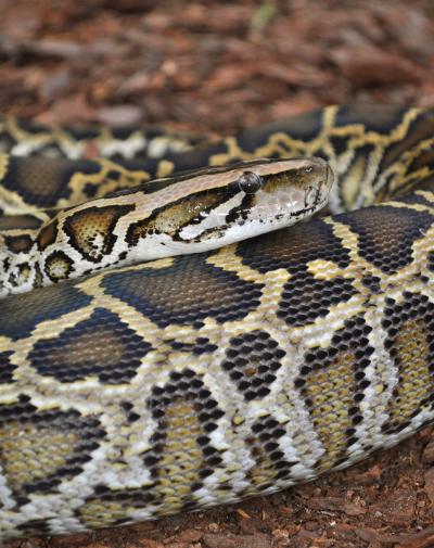 Burmese Python