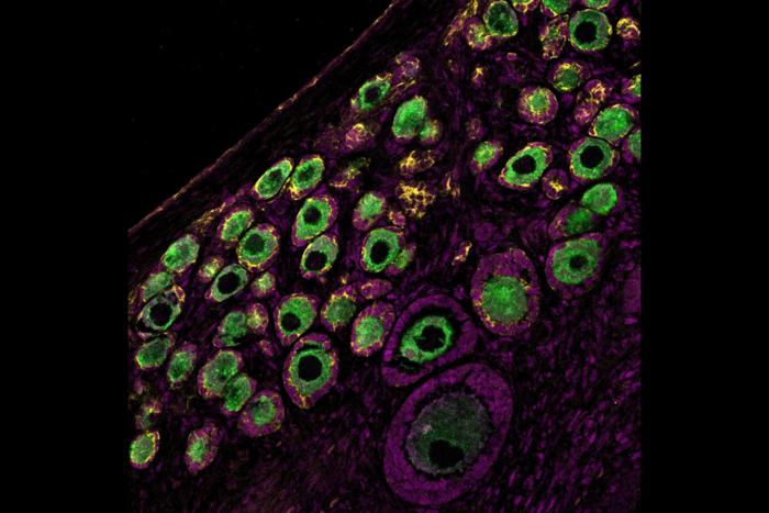 Rhesus macaque ovary