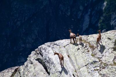 Chamois Goats (1 of 3)