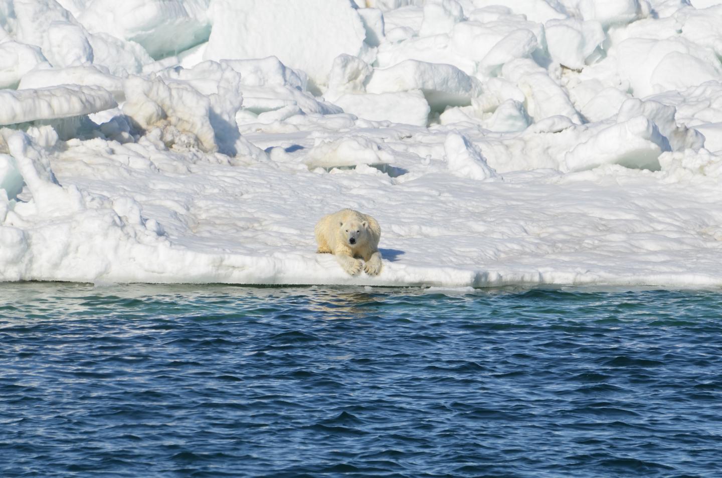 Polar Bear at Rest
