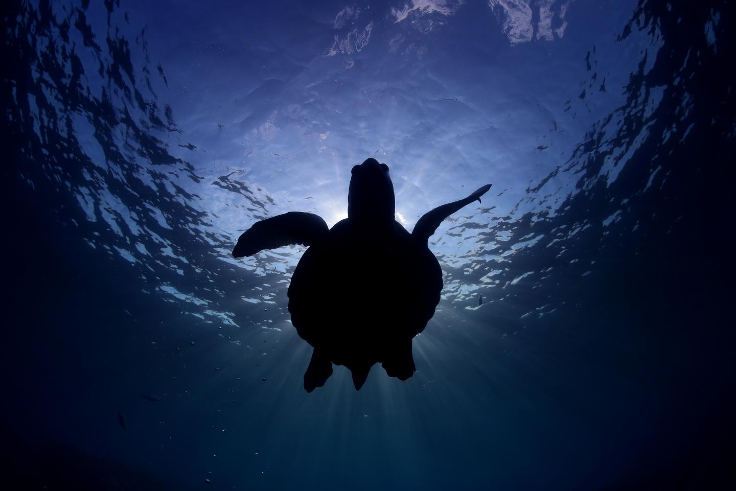 Efforts to Save Sea Turtles are a 'Global Conservation Success Story' (2 of 7)