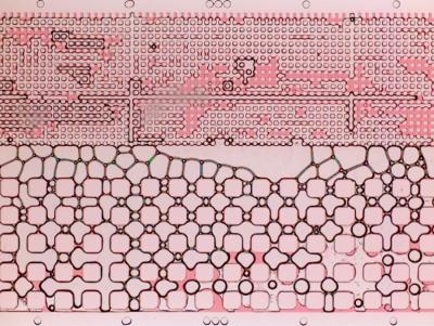 Microfluidic Model 