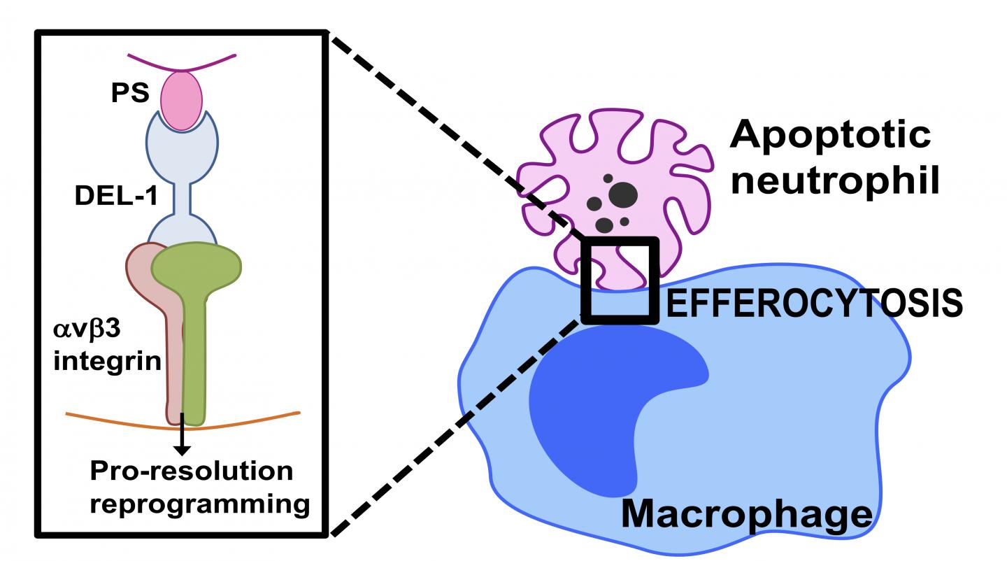 Dual Roles of a Protein