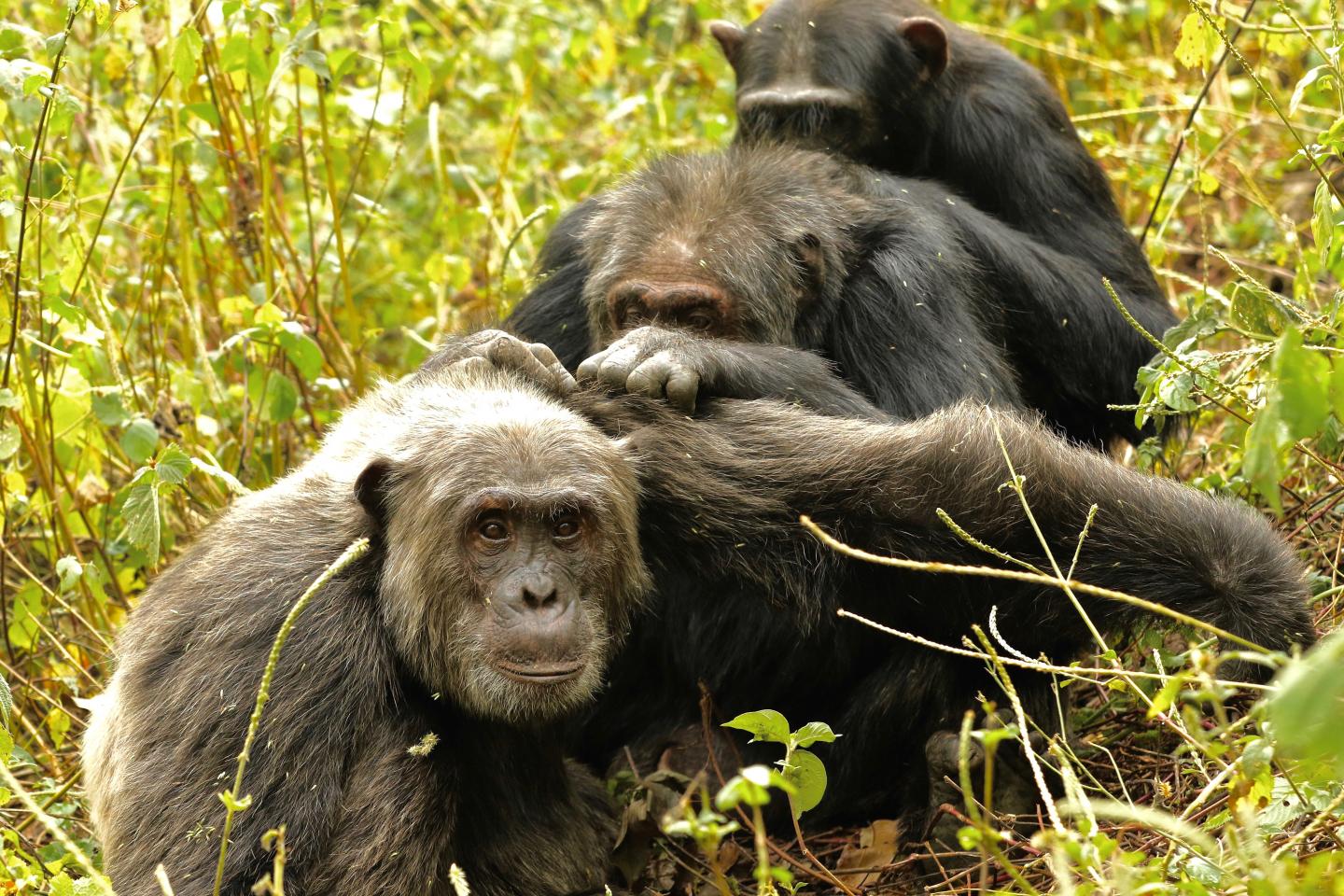 Kanyawara Chimpanzee Triad Grooming