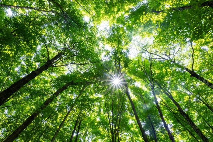Trees at the University of Notre Dame Environmental Research Center