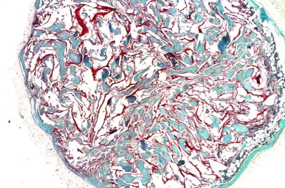 A Stained Section of the Cryogel