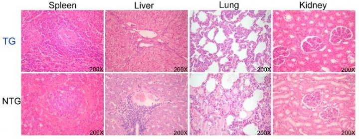 Genetically Modified Pigs Resist Infection with the Classical Swine Fever Virus