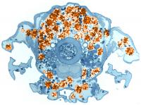 Cross Section of Fly Showing Fat Body Cells