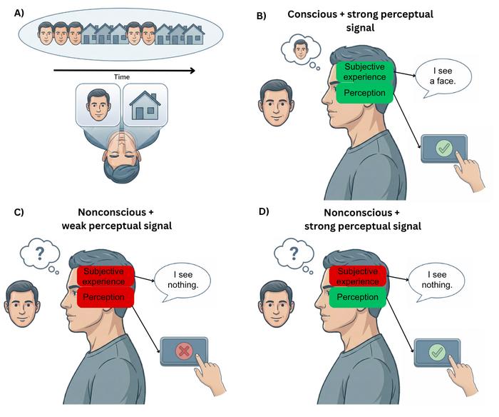 Figure 1. The conflation of perception and subjective experience in consciousness science