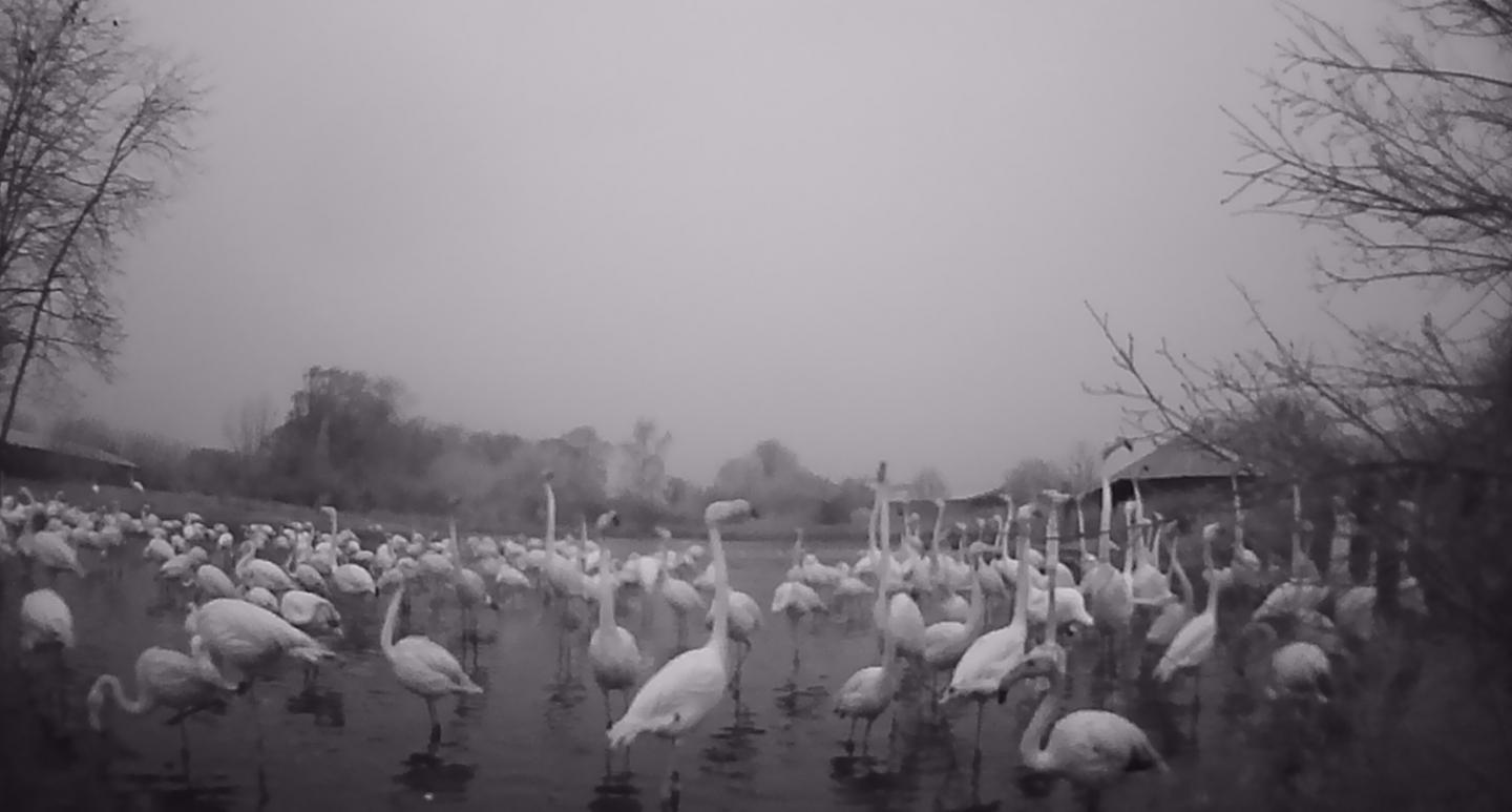 Flamingos