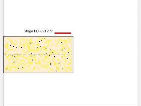 A Zebrafish Gets Its Stripes (2 of 2)