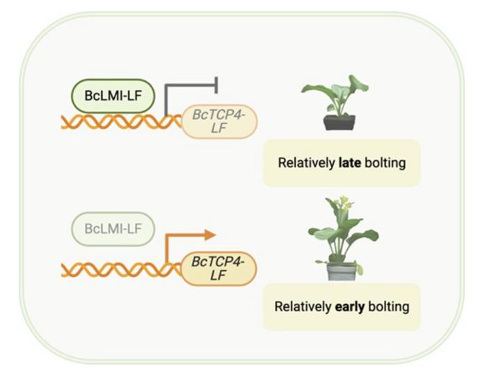 Schematic model of the BcLMI1–BcTCP4 regulatory pathway involved in bolting time in B. campestris.